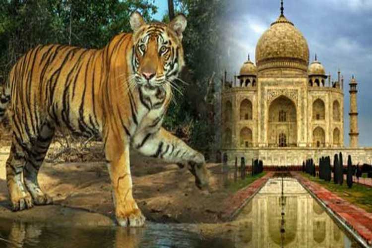Tiger Safari Of Rajasthan